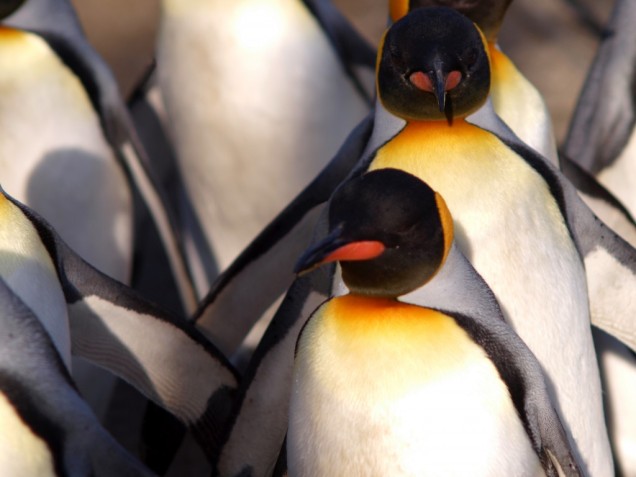 Penguin update Google